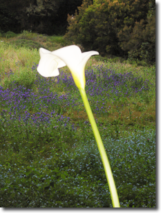 CAIRN ELEN Lebensschulen